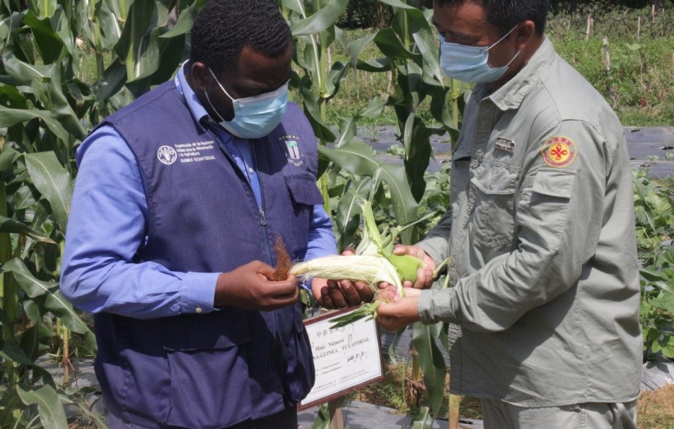 聯(lián)合國(guó)糧農(nóng)組織赤幾大陸地區(qū)負(fù)責(zé)人到 援赤道幾內(nèi)亞示范農(nóng)場(chǎng)參觀